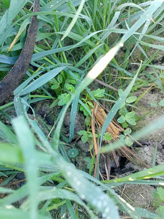 القمح دة عمر ٤٤يوم رشيت العريض والرفيع 
ورجع بعض العريض خضر تاني هل له رش تاني ولا هيأثر علي القمح